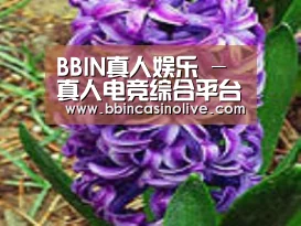 产品名称八