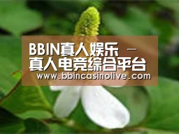 产品名称三