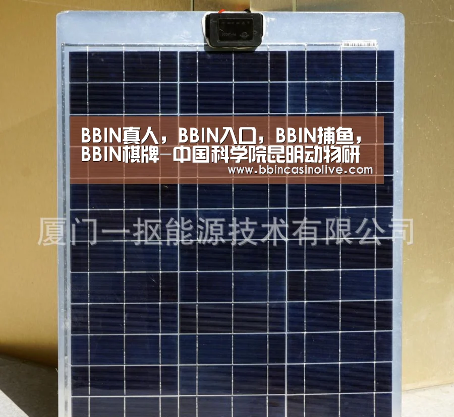 BBIN真人，BBIN入口，BBIN捕鱼，BBIN棋牌