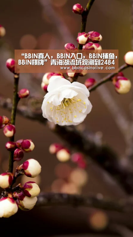 “BBIN真人,BBIN入口,BBIN捕鱼,BBIN棋牌”青海湖流域观测到2484只普氏原羚(图2) BBIN真人,BBIN入口,BBIN捕鱼,BBIN棋牌